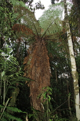Sphaeropteris