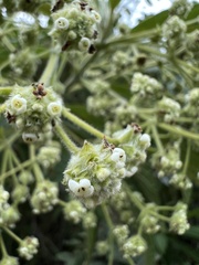 Lippia hirsuta