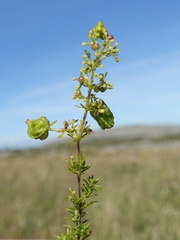 Aceria galiobia