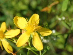 Hypericum perforatum perforatum
