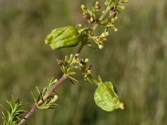 Aceria galiobia