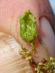 Aceria galiobia