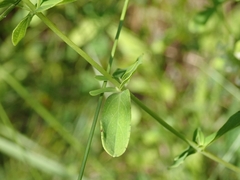 Hypericum perforatum perforatum