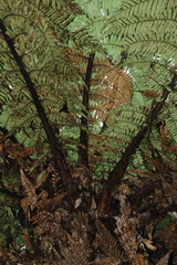 Sphaeropteris
