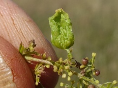 Aceria galiobia
