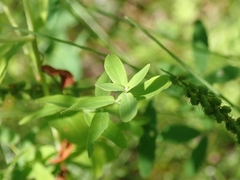 Hypericum perforatum perforatum