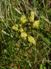 Aceria galiobia