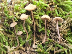 Inocybe subfulva