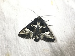 Phlogophora albovittata