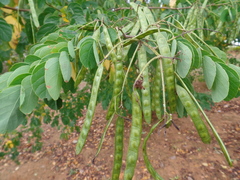 Mimosa caesalpiniifolia