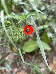 Adonis microcarpa intermedia