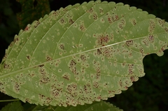 Puccinia komarovii