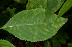 Puccinia komarovii