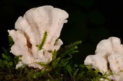 Antrodiella