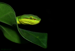 Trimeresurus salazar
