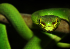 Trimeresurus salazar