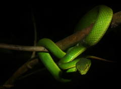 Trimeresurus salazar