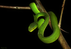 Trimeresurus salazar