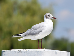 Chroicocephalus ridibundus