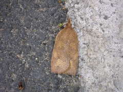 Planotortrix excessana