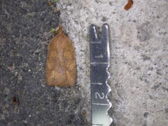 Planotortrix excessana