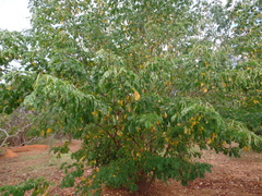 Mimosa caesalpiniifolia