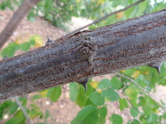 Mimosa caesalpiniifolia