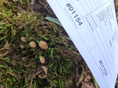 Inocybe subfulva