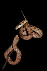 Boiga siamensis