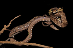 Boiga siamensis