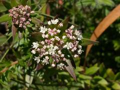 Platysace stephensonii