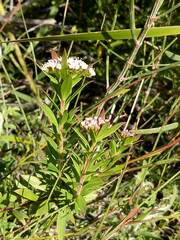 Platysace stephensonii