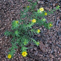 Heterotheca villosa foliosa