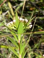 Platysace stephensonii