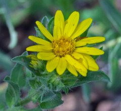 Heterotheca villosa foliosa