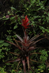 Tillandsia archeri