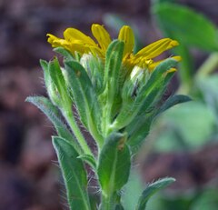 Heterotheca villosa foliosa
