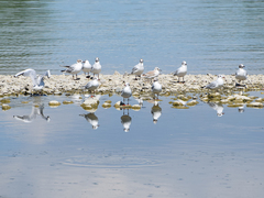 Chroicocephalus ridibundus