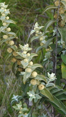 Buddleja perfoliata