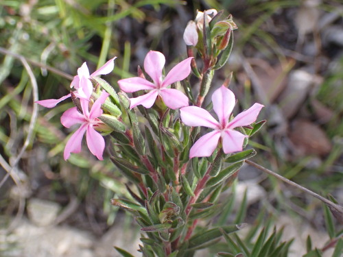 Image of Acmadenia densifolia by (c) Ren Hoekstra, some rights reserved (CC BY)