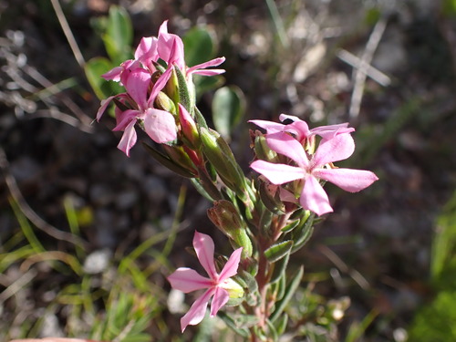 Image of Acmadenia densifolia by (c) Ren Hoekstra, some rights reserved (CC BY)
