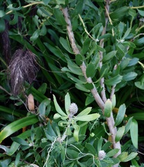 Leucospermum glabrum