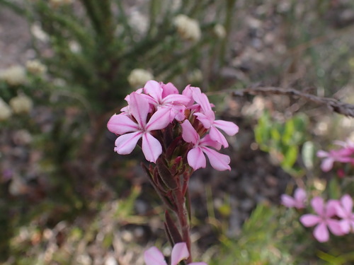 Wankoe Porcelainflower (Acmadenia densifolia)