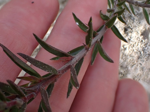 Image of Acmadenia densifolia by (c) Ren Hoekstra, some rights reserved (CC BY)