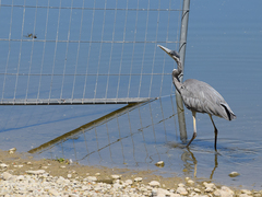 Ardea cinerea