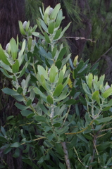 Leucospermum glabrum