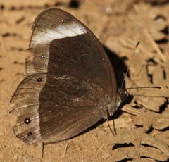 Mycalesis anaxias