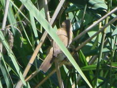 Acrocephalus scirpaceus