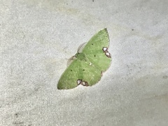 Comibaena procumbaria