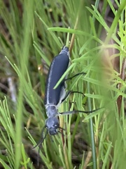 Epicauta curvicornis